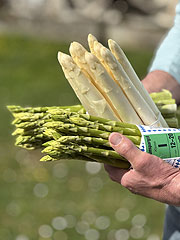 Grümspargel beim Spargelhof Tyoller Högenau in Schrobenhausen (©Foto: Martin Schmitz)